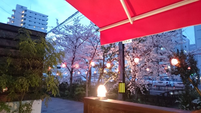 春といえば桜　・・・オーガスタでお花見！