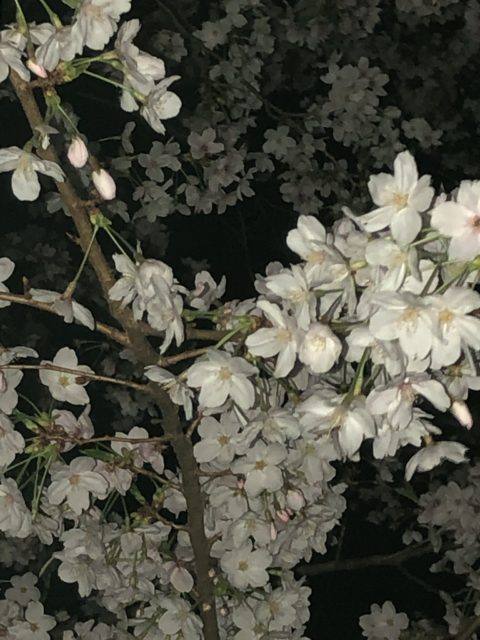 夜桜　岡山桜カーニバル