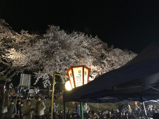 夜桜　岡山桜カーニバル