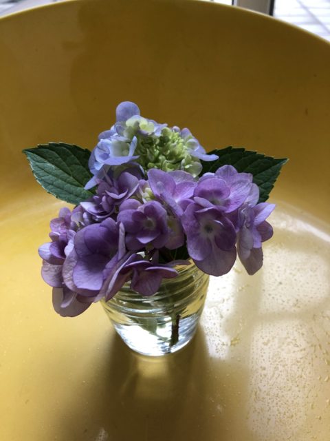梅雨の花　紫陽花